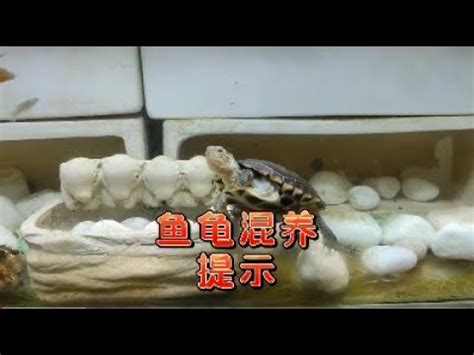 烏龜可以跟魚一起養嗎|龜缸裏能養哪些魚？ 適合龜缸裏養的魚，能和龜混養。